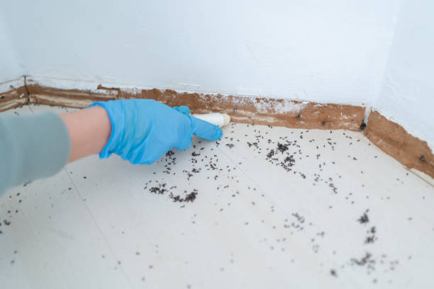 Best Wasp Removal Services  in Cypress Quarters, FL