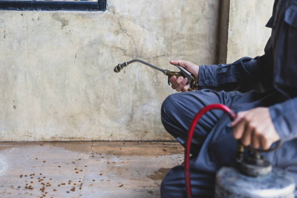Best Rat Extermination Near Me  in Cypress Quarters, FL